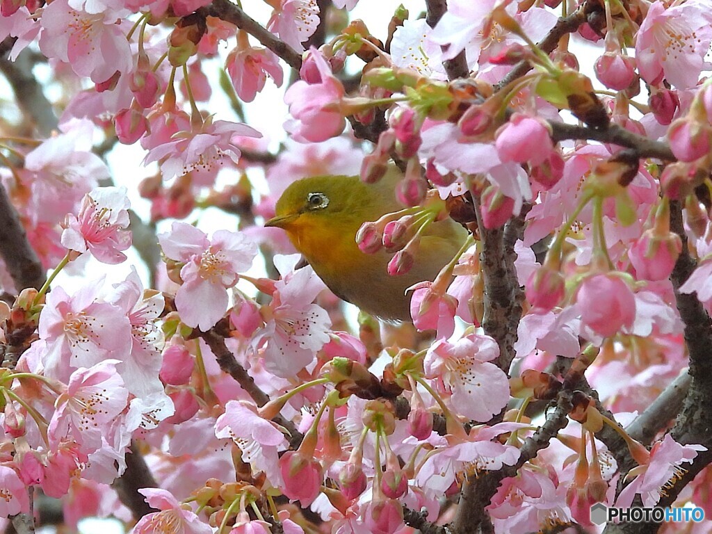 ひょっこりはん