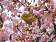 ひょっこりはん