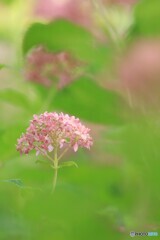 薄紅色に咲く