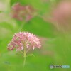 薄紅色に咲く