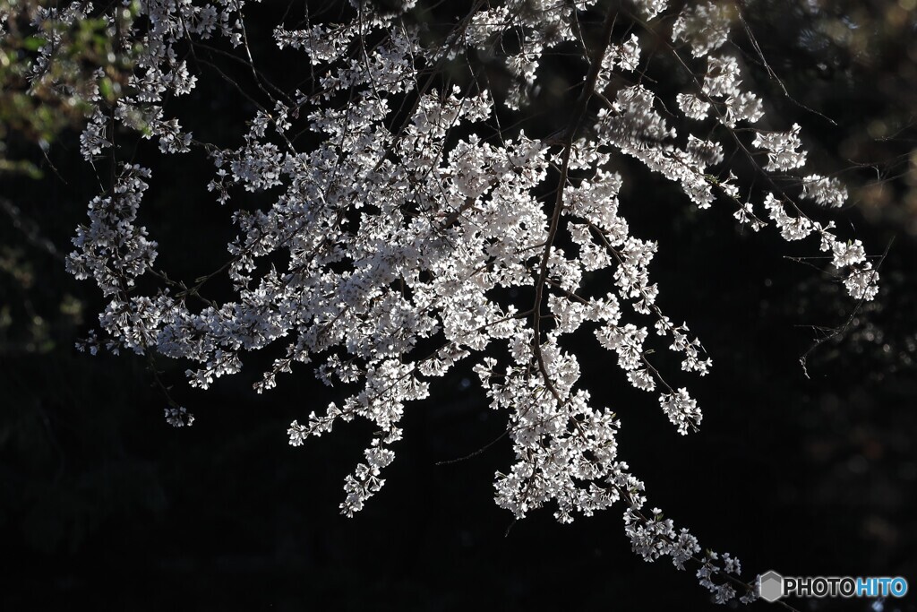 光の花