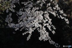 光の花