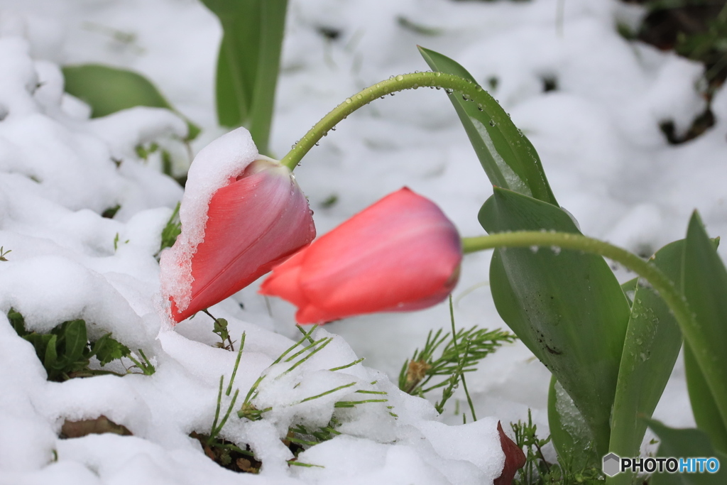 春の雪