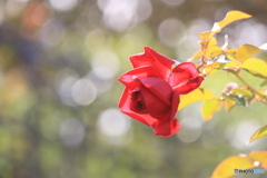 秋薔薇に光注ぐ