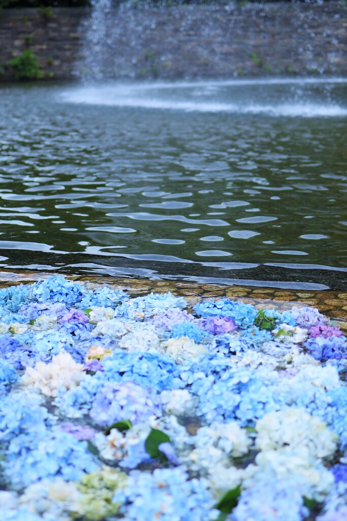 噴水に浮かんだ紫陽花2