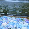 噴水に浮かんだ紫陽花2