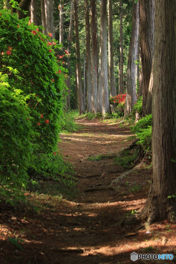 木漏れ日の小路
