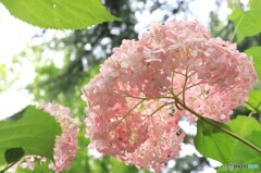 裏側から失礼します