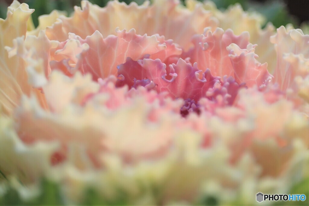 まるで花のように