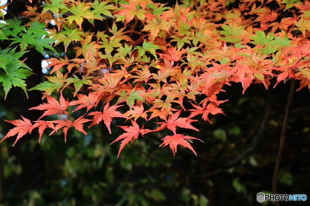 紅葉狩り