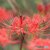 曼珠沙華の蘂