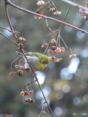 メジロはマユミがお好き