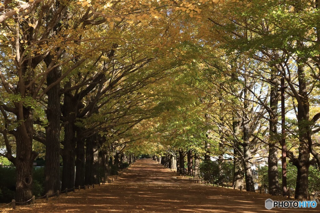 贅沢な散歩道