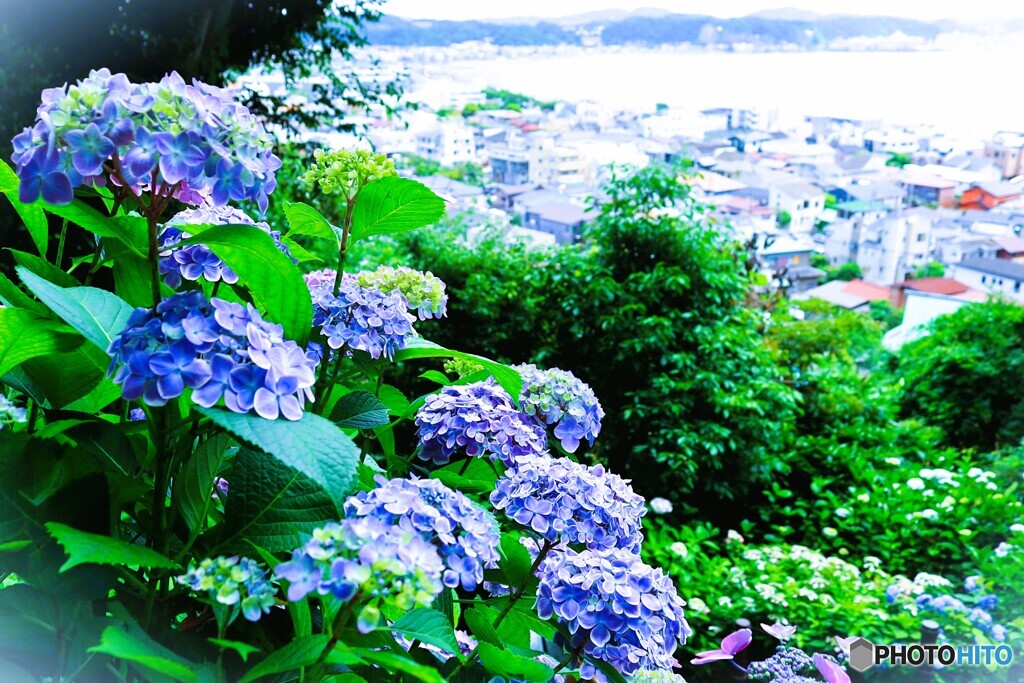 紫陽花のある風景