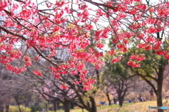 寒緋桜を撮る