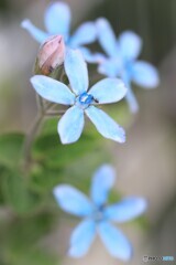 星の精