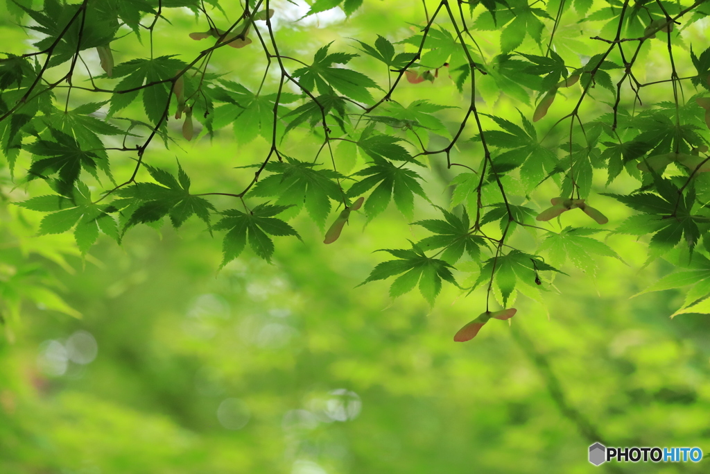 何処までもgreen