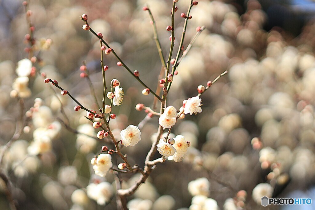 白梅の季節