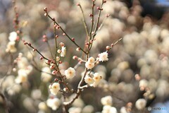 白梅の季節