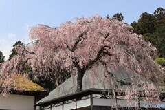 安楽寺のしだれ桜