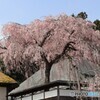 安楽寺のしだれ桜