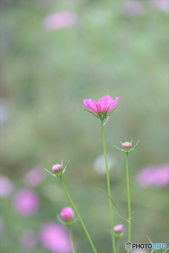 秋桜