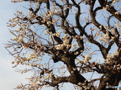 古木に咲く
