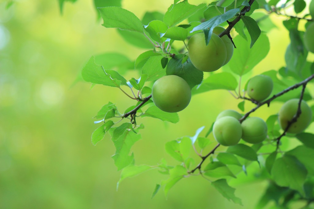 梅の季節