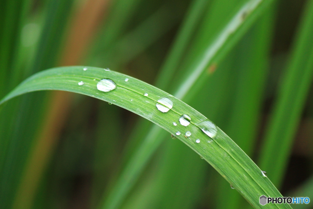 梅雨の季節になりました