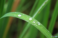 梅雨の季節になりました