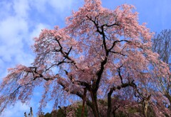 桜は青空