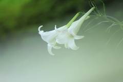 恥ずかしがりや
