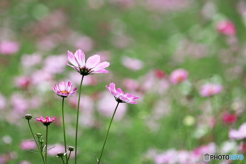 秋桜日和