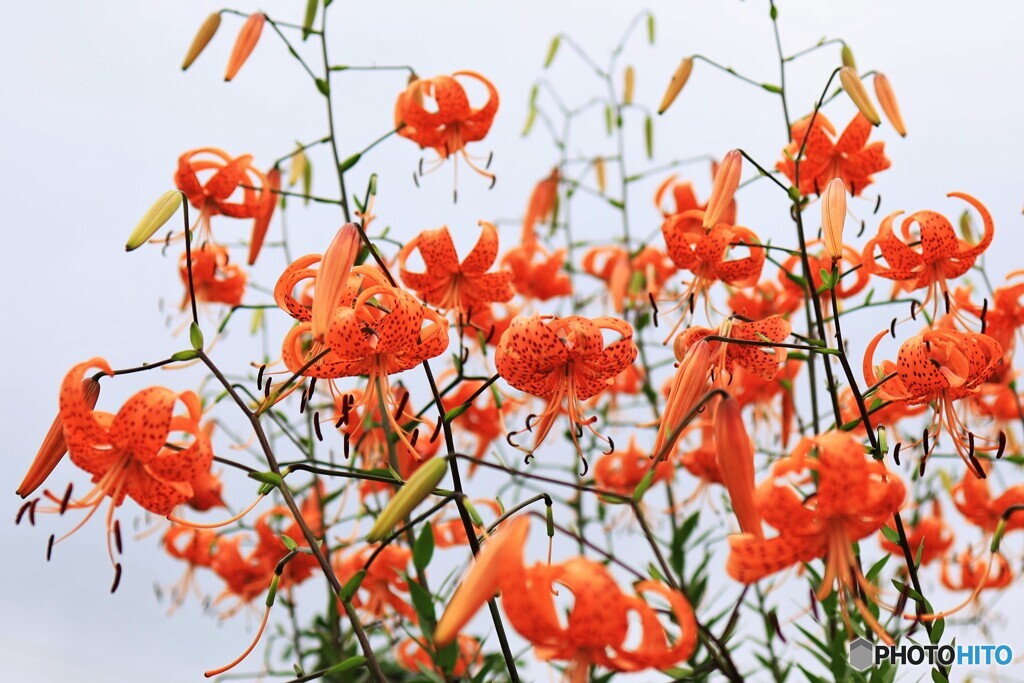 華麗