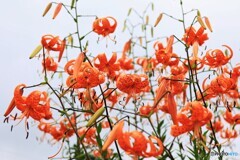華麗