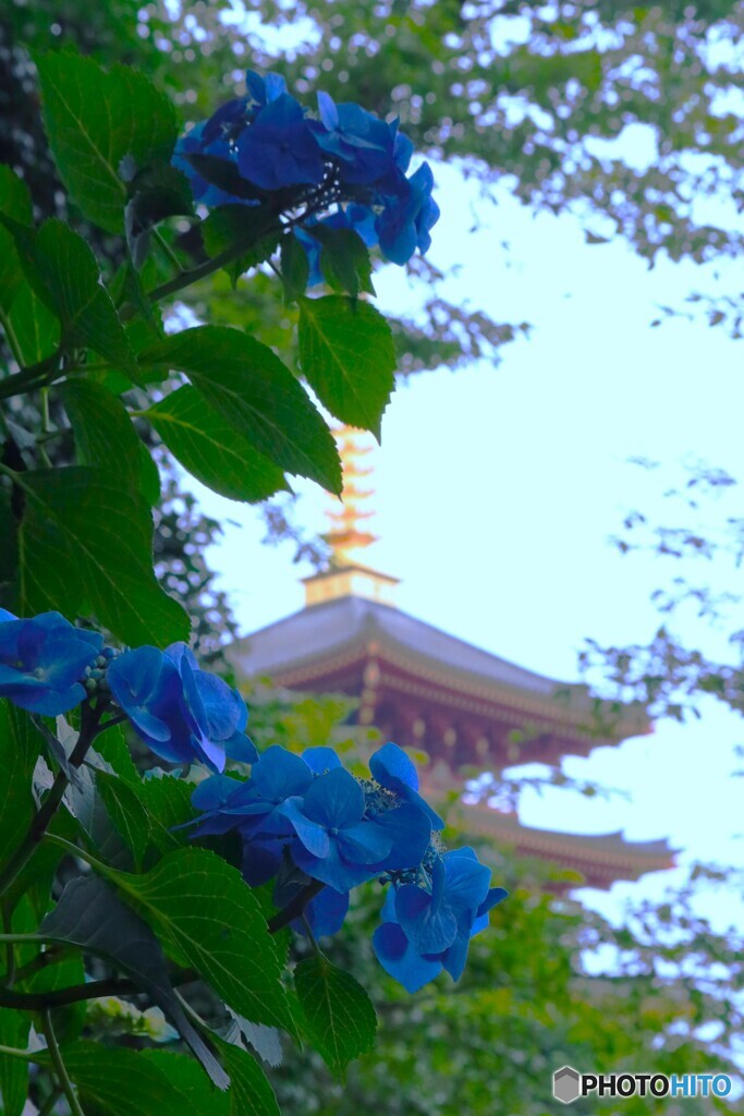 高幡不動尊にて