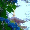 高幡不動尊にて