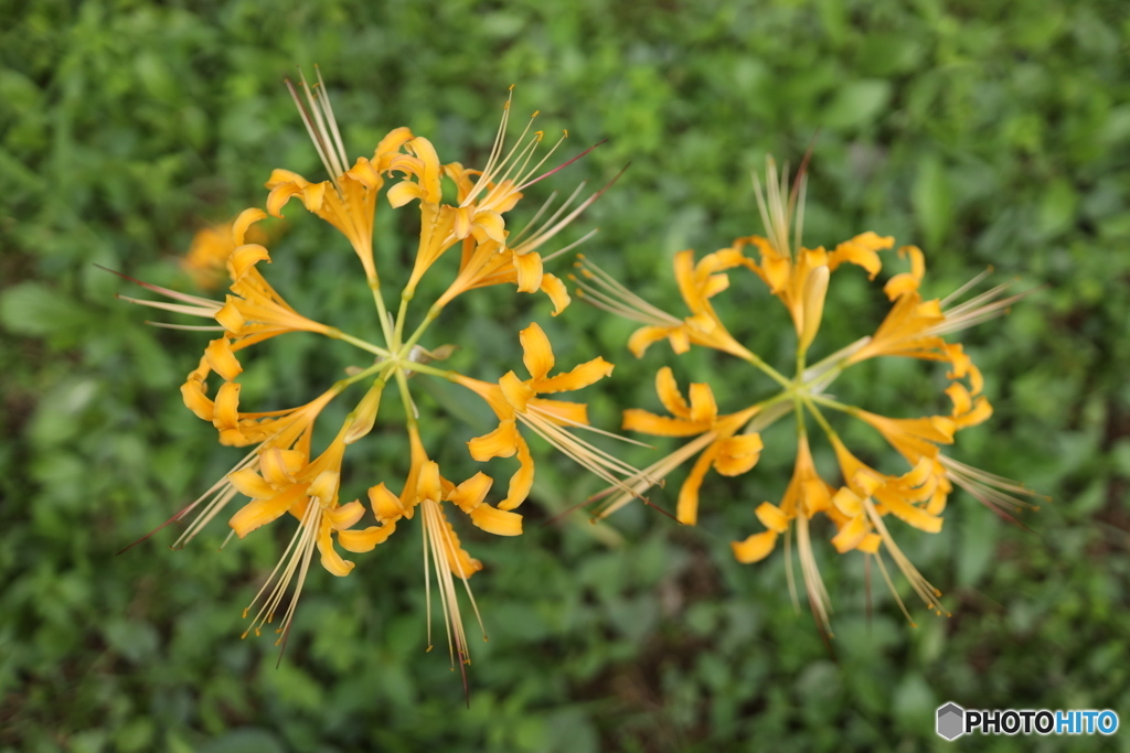 秋花火