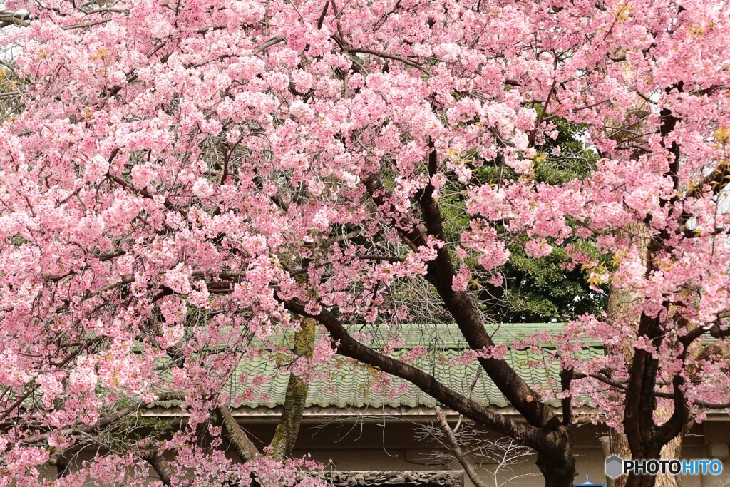 五條天神社桜