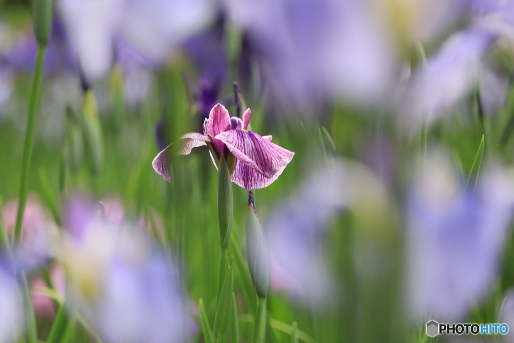 花しょうぶ