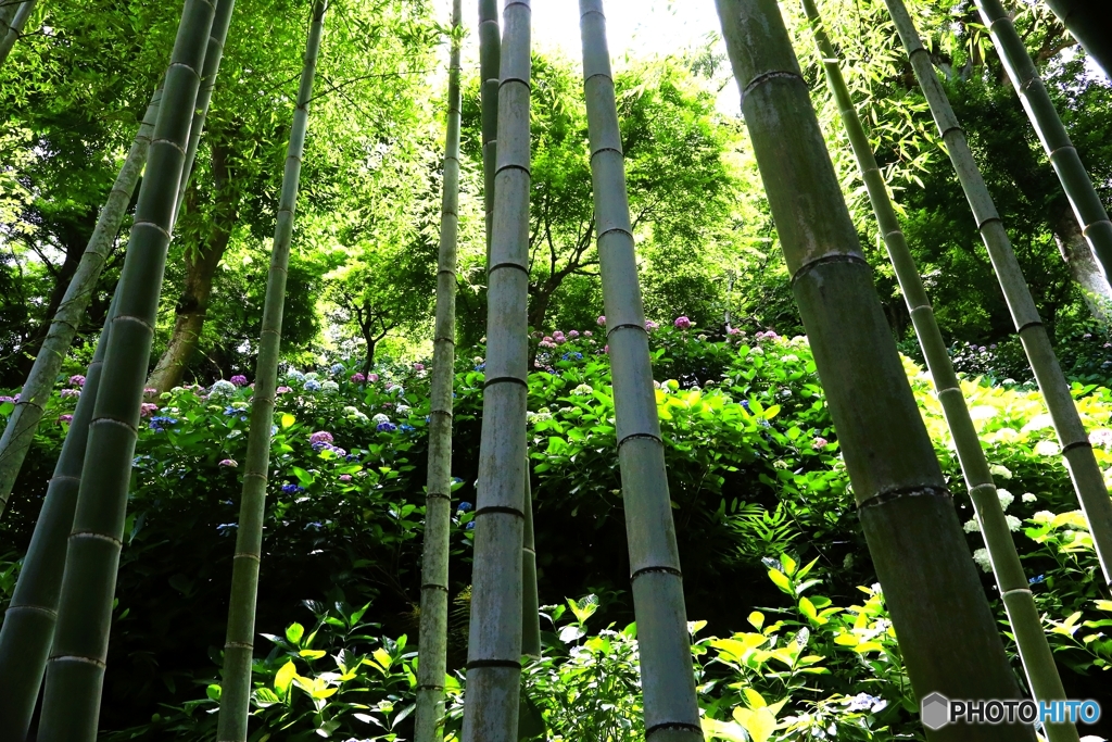 竹と紫陽花のある風景