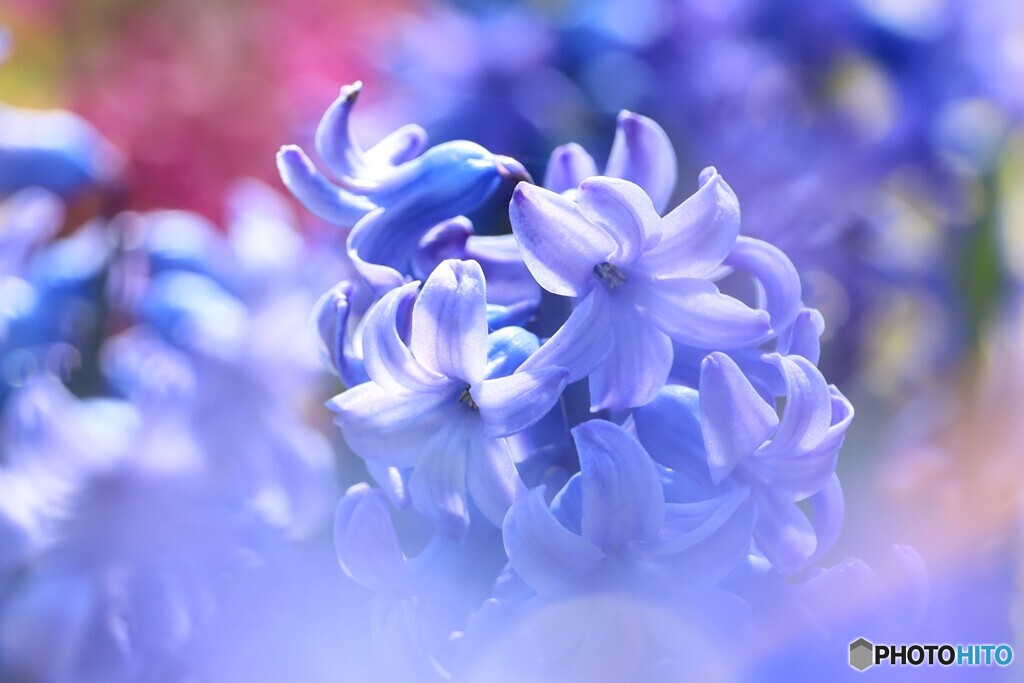 青色ヒヤシンスⅢ