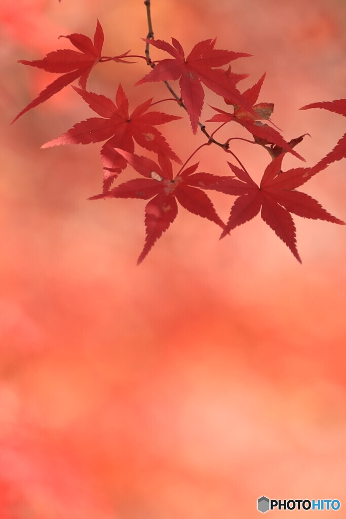 あの日の彩色