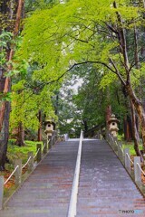 緑のトンネル