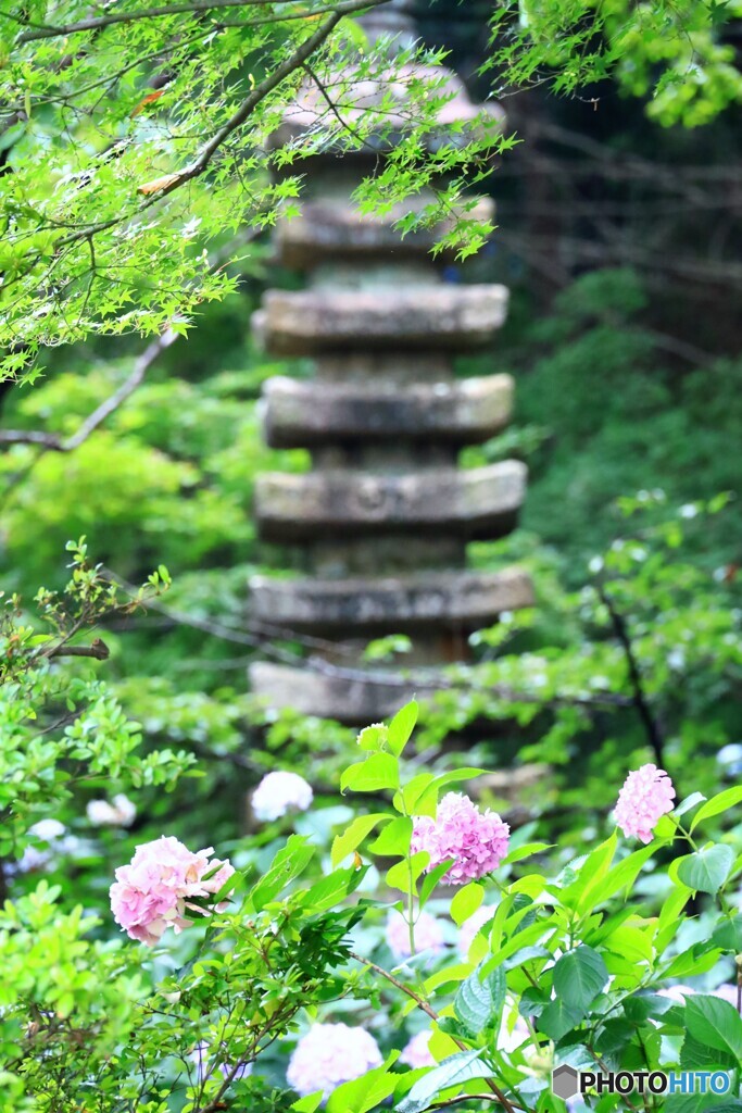 あじさいと山内経之供養塔