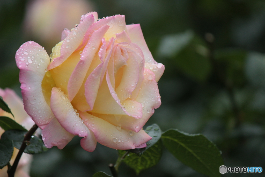 薔薇の花