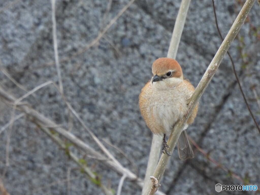 モフモフモズ子