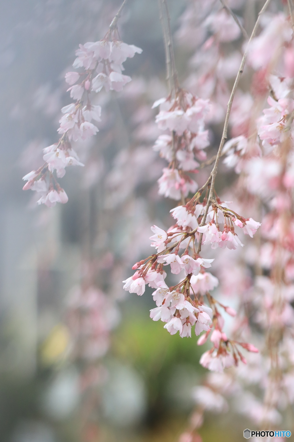 しだれ桜は美しい