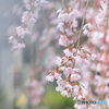 しだれ桜は美しい
