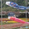 こいのぼりもお花見